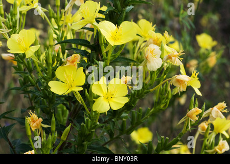 Close-up di Evening Primerose (oenothera biennis) fiori. Foto Stock