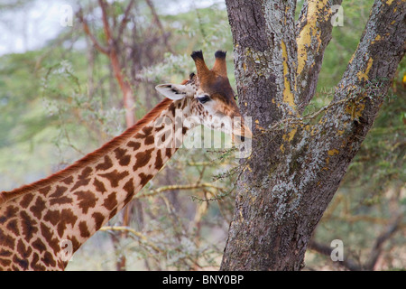 Giraffa mangiare acacia, Kenya centrale Foto Stock