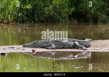 Coccodrillo del Nilo, Crocodylus niloticus, poggiante su sandbank, Kruger National Park, Sud Africa Foto Stock