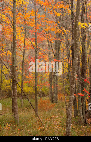 Zucchero di alberi di acero, Sieur de Monts, il Parco Nazionale di Acadia, Maine, Stati Uniti d'America Foto Stock