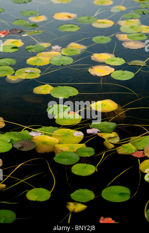 Ninfee, poco lunga vasca, Parco Nazionale di Acadia, Maine, Stati Uniti d'America Foto Stock