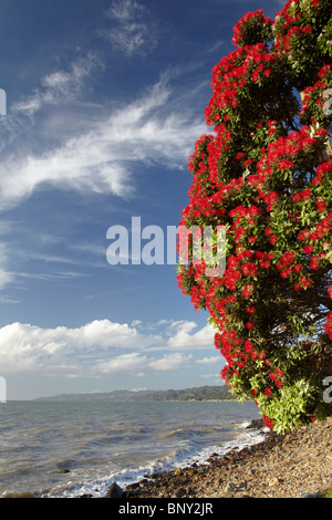Albero Pohutukawa in Bloom, Ngarimu Bay, Thames Costa, Penisola di Coromandel, Isola del nord, Nuova Zelanda Foto Stock