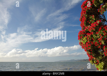Albero Pohutukawa in Bloom, Ngarimu Bay, Thames Costa, Penisola di Coromandel, Isola del nord, Nuova Zelanda Foto Stock