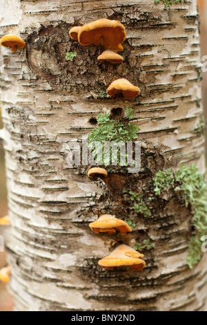 Il fungo cresce su carta tronco di betulla, Sieur de Monts, il Parco Nazionale di Acadia, Maine, Stati Uniti d'America Foto Stock