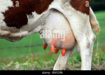 Mammella della bovina di mammella di vacca, mammelle Foto Stock