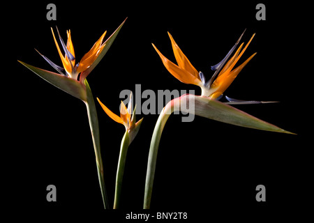 Uccello del Paradiso fiori su sfondo nero Foto Stock