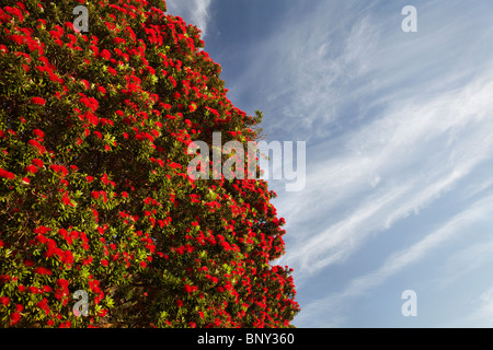 Albero Pohutukawa in Bloom, Thames Costa, Penisola di Coromandel, Isola del nord, Nuova Zelanda Foto Stock