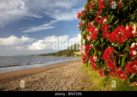 Albero Pohutukawa in Bloom, Thornton Bay, Thames Costa, Penisola di Coromandel, Isola del nord, Nuova Zelanda Foto Stock