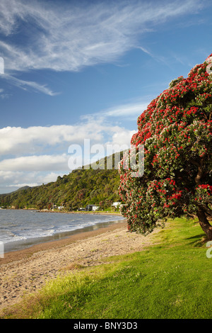 Albero Pohutukawa in Bloom, Thornton Bay, Thames Costa, Penisola di Coromandel, Isola del nord, Nuova Zelanda Foto Stock