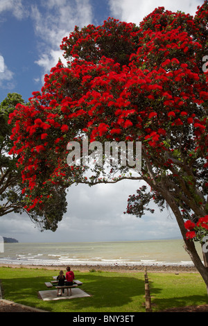 Albero Pohutukawa in Bloom, Waiomu, Thames Costa, Penisola di Coromandel, Isola del nord, Nuova Zelanda Foto Stock