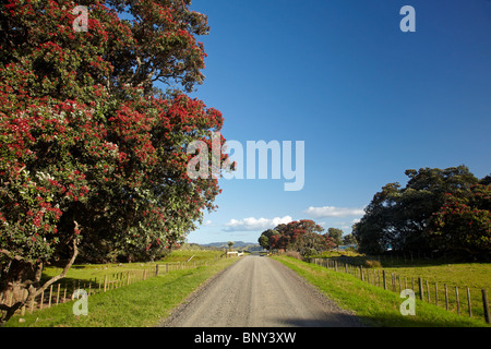 Albero Pohutukawa e Port Jackson Road, Penisola di Coromandel, Isola del nord, Nuova Zelanda Foto Stock