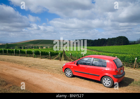 La guida attraverso i vigneti di Pipers River regione dei vini. Pipers River, Tasmania, Australia Foto Stock