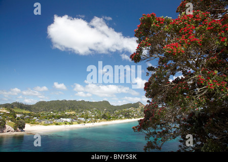 Pohutukawa albero in fiore e Hahei, Penisola di Coromandel, Isola del nord, Nuova Zelanda Foto Stock