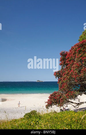 Pohutukawa albero in fiore e Hahei, Penisola di Coromandel, Isola del nord, Nuova Zelanda Foto Stock