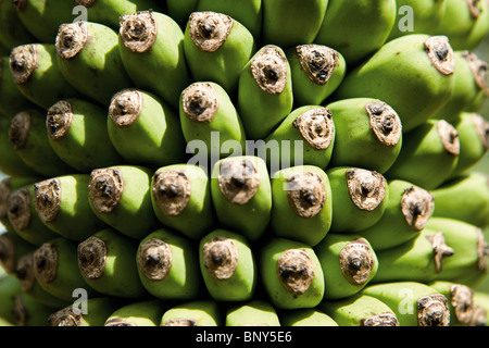 La maturazione delle banane Foto Stock