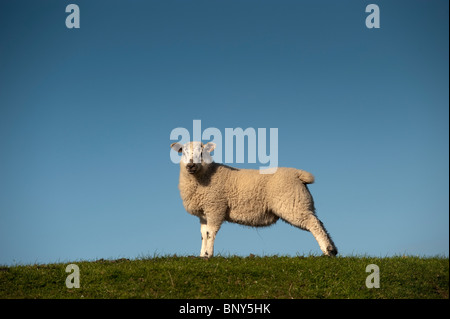 Mulo agnello in piedi sul mare di un muro di difesa, dove è stata di pascolare su saltmarsh Foto Stock