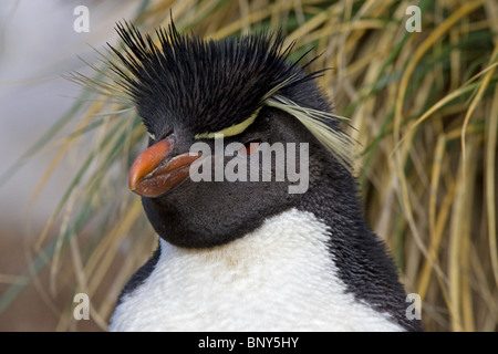 Primo piano di un pinguino saltaroccia il volto nelle isole Falkland Foto Stock