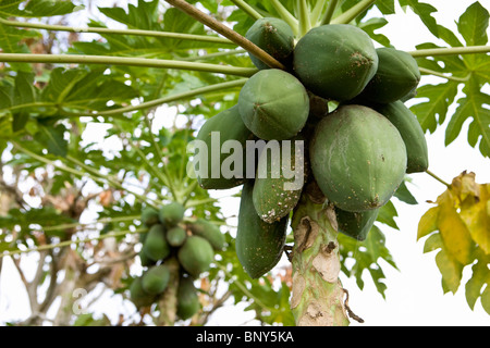 Papaie cresce su albero di papaia (Carica papaya), il Delta del Mekong Regione, Vietnam Foto Stock