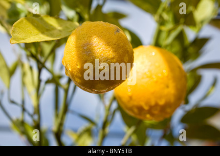 Arance crescente su albero Foto Stock