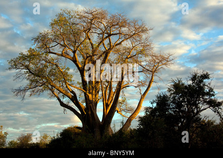 Un Baobab (Adansonia digitata) nel sole del tardo pomeriggio vicino a Victoria Falls nello Zimbabwe Foto Stock