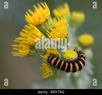 Una falena rosso cinabro (Tyria jacobaeae) caterpillar su un comune giallo erba tossica (Senecio jacobaea) impianto Foto Stock