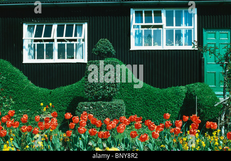 Tulipani rossi e giallo wallflowers e agganciata siepe di bosso in giardino frontale di legno nero weekend cottage con finestre bianche Foto Stock