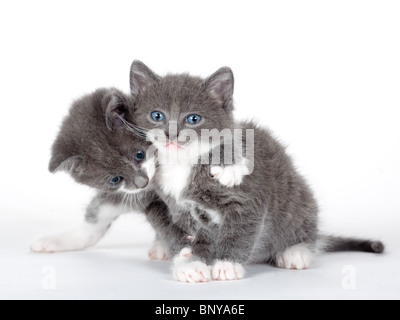 Due dagli occhi blu gattino grigio isolato su bianco Foto Stock