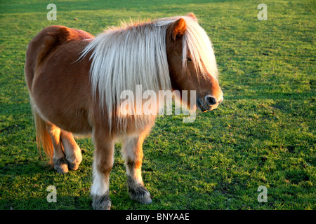 Brown pony Shetland nella nuova foresta, Hampshire, Regno Unito Foto Stock