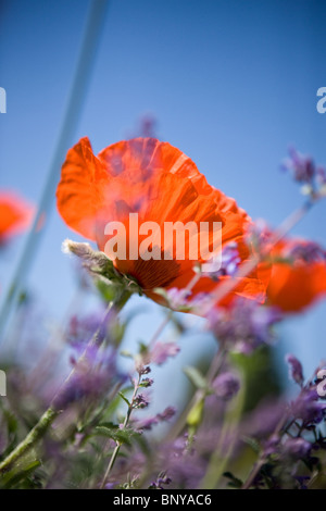 Un rosso papavero orientale tra i fiori di lavanda Foto Stock