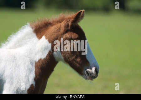 Marrone e bianco, Wild New Forest Pony pascolano sulla brughiera nella nuova foresta, Hampshire, Regno Unito Foto Stock