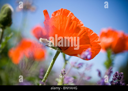 Un rosso papavero orientale tra i fiori di lavanda Foto Stock