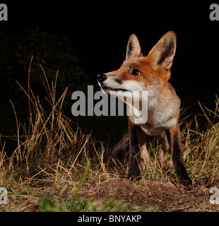 Cub della volpe rossa. Foto Stock