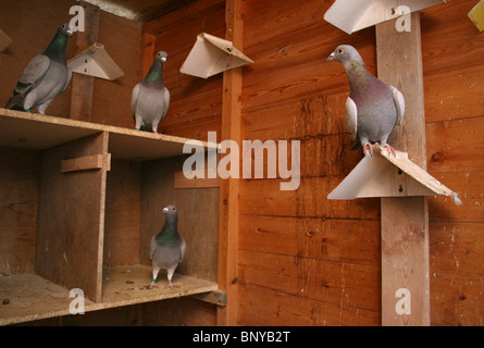 I piccioni viaggiatori nel loro loft, Rutland, REGNO UNITO Foto Stock