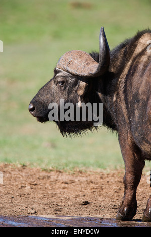 Bufali, Syncerus caffer, Addo Elephant National Park, Capo orientale, Sud Africa Foto Stock