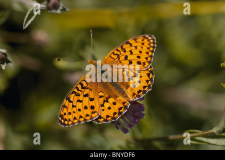 Verde scuro, Fritillary Argynnis aglaja butterfly Foto Stock