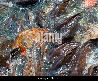 Cyprinus carpio. Sciamatura Carp pesca al bordo di un lago Foto Stock