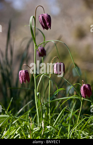 Viola Snakeshead fritillary perenne nativi fiori di primavera nel giardino di campagna, Cornwall, Regno Unito Foto Stock