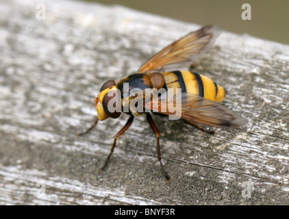 Grande giallo Hoverfly, Volucella inanis, Syrphidae, Diptera. Syn. Musca inanis, Musca annulata, Volucella annulata. Hornet Mimic Foto Stock