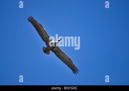 Brown pellicani (Pelecanus occidentalis) volare al di sopra di Oceano Pacifico, Nayarit, Messico Foto Stock