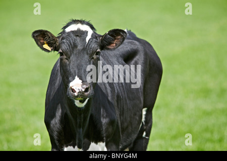 Holstein il frisone vacca da latte Foto Stock