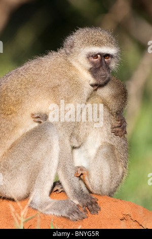 Vervet monkey, Cercopithecus aethiops, con baby, Kruger National Park, Sud Africa Foto Stock