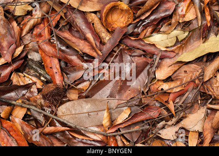 Sfondo di tropical caduta foglie nella foresta pluviale, Sumatra, Indonesia Foto Stock