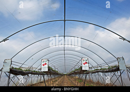 Le fragole in polytunnels in Perthshire Foto Stock