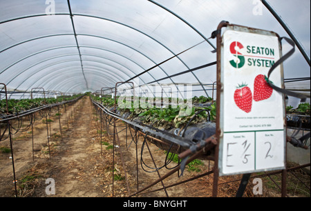 Le fragole in polytunnels in Perthshire Foto Stock