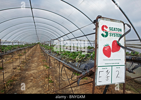 Le fragole in polytunnels in Perthshire Foto Stock