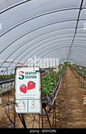 Le fragole in polytunnels in Perthshire Foto Stock