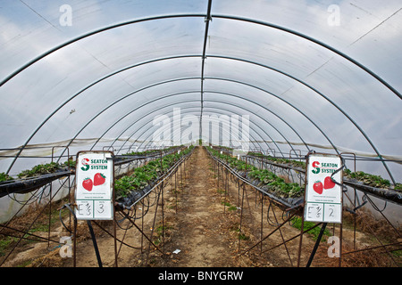 Le fragole in polytunnels in Perthshire Foto Stock