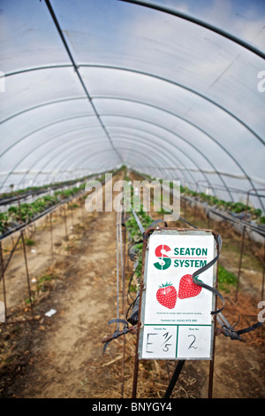 Le fragole in polytunnels in Perthshire Foto Stock