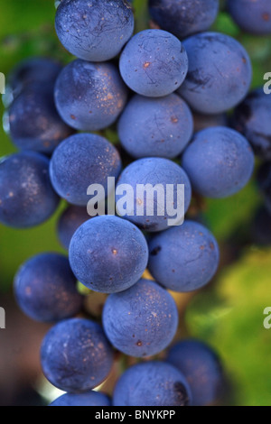 Il Cabernet Sauvignon uva sulla vite nella rinomata regione vinicola di Margaret River, Australia occidentale, Australia. Foto Stock