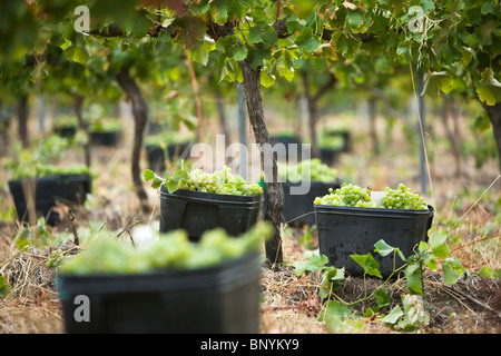 Le uve vengono raccolte a mano e impilati in contenitori per la raccolta presso Wilyabrup, Margaret River, Australia occidentale, Australia. Foto Stock